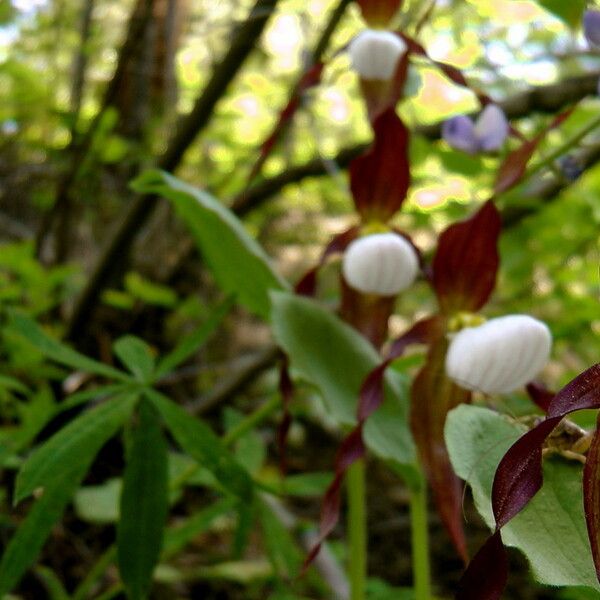 Cypripedium montanum Агульны выгляд