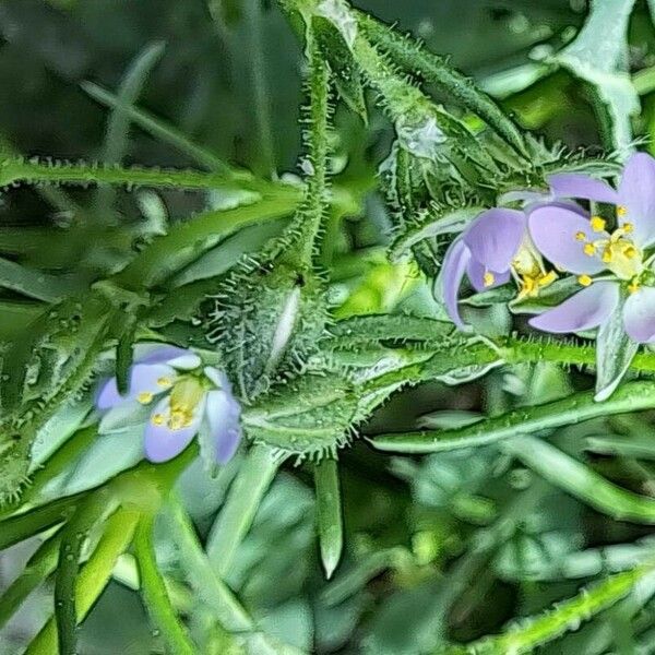 Spergularia marina Flower