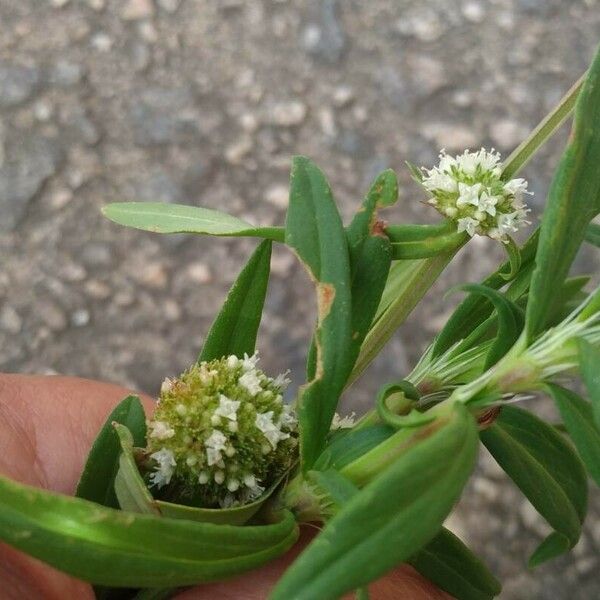 Spermacoce verticillata Kukka