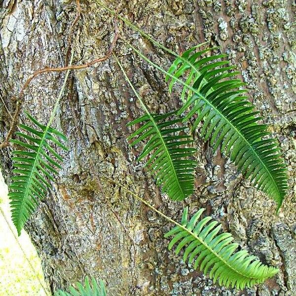 Davallia pectinata ശീലം