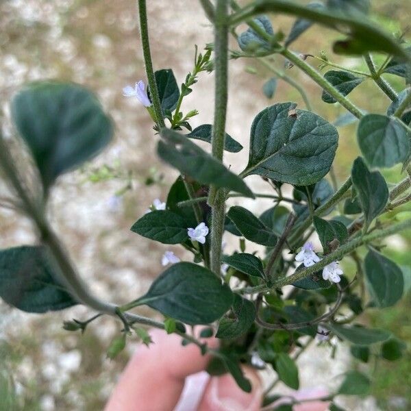 Clinopodium nepeta Leaf