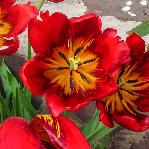 Tulipa agenensis Flower