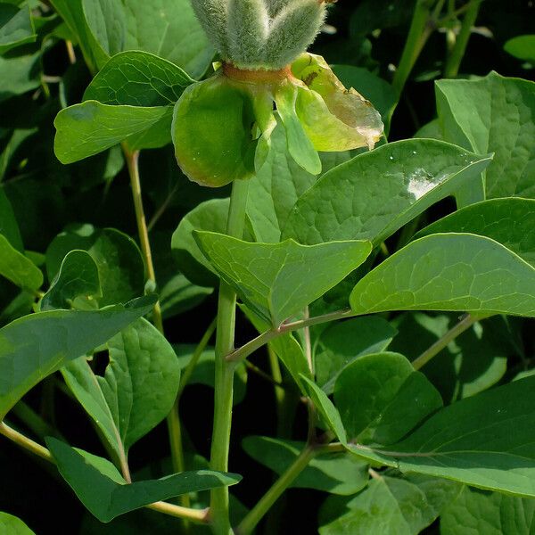 Paeonia daurica Fruitua