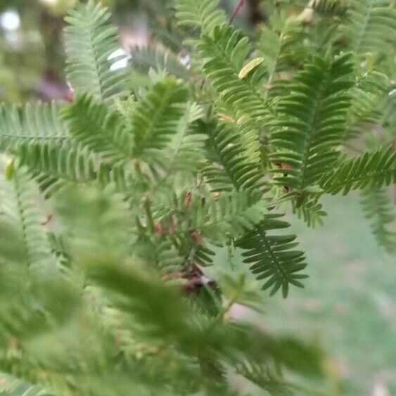 Acacia baileyana برگ