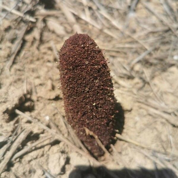 Cynomorium coccineum Bark