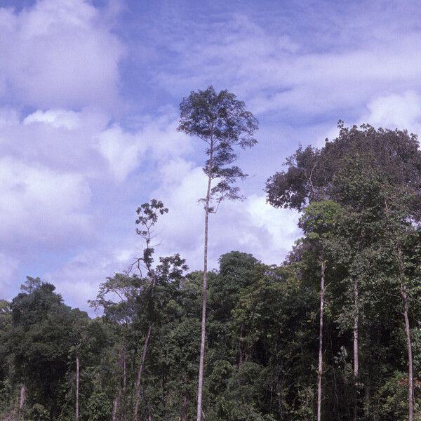 Xylopia nitida Celota