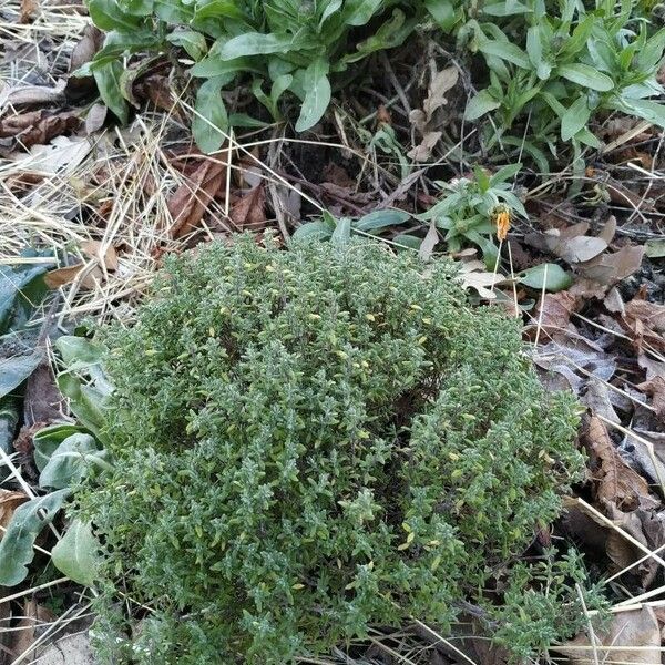 Thymus vulgaris برگ