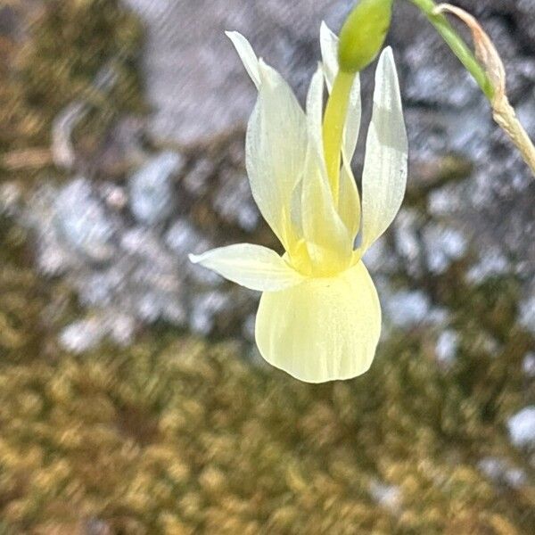 Narcissus triandrus Flower