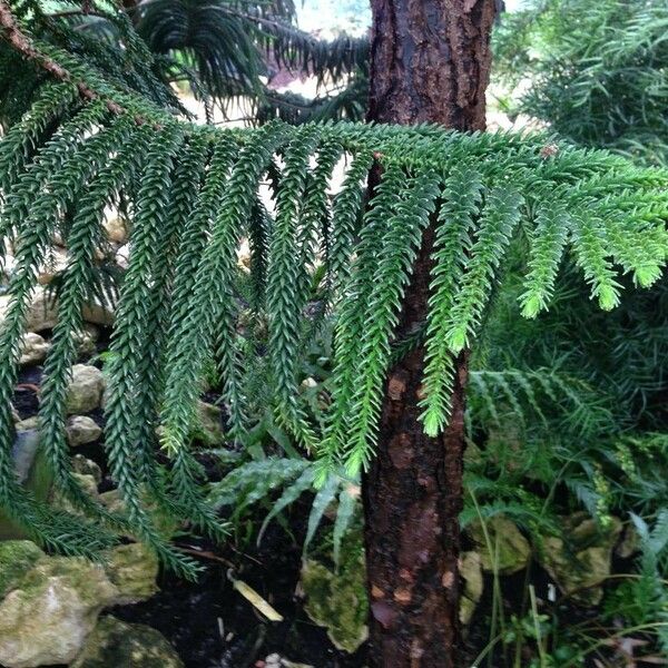 Araucaria laubenfelsii 整株植物