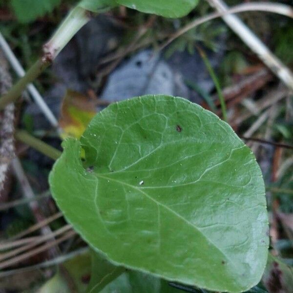 Pyrola minor Φύλλο