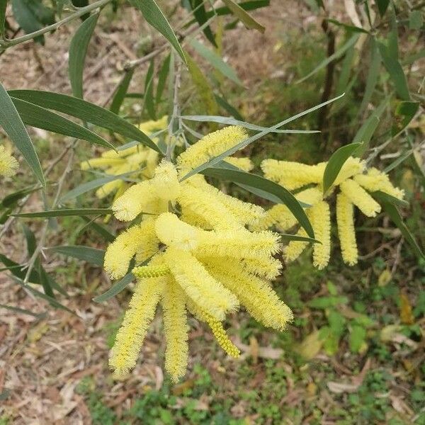 Acacia longifolia Blodyn