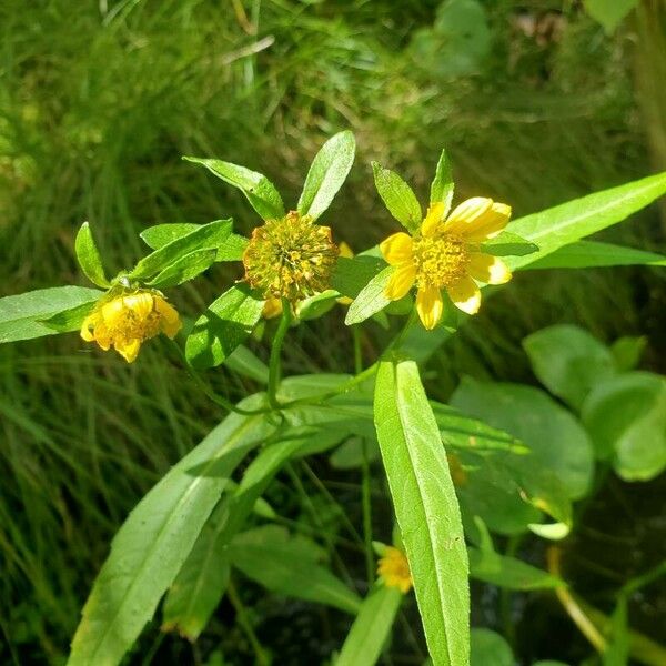 Bidens cernua Flower