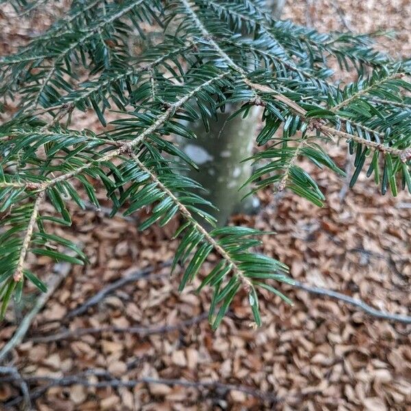 Abies balsamea Leaf