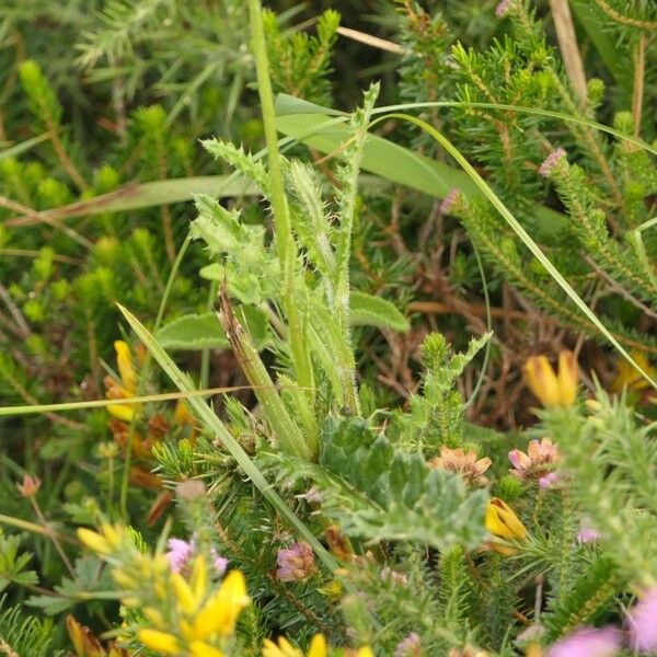 Cirsium filipendulum Blad