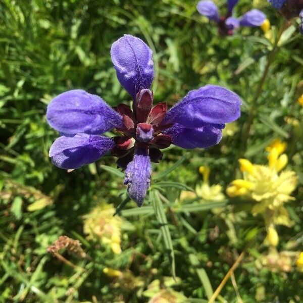 Dracocephalum ruyschiana Flor