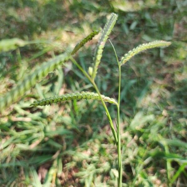 Paspalum dilatatum Yaprak