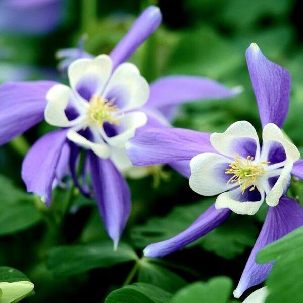 Aquilegia alpina Kwiat