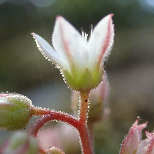 Sedum hirsutum Virág