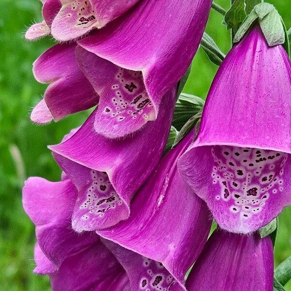 Digitalis purpurea Blomst