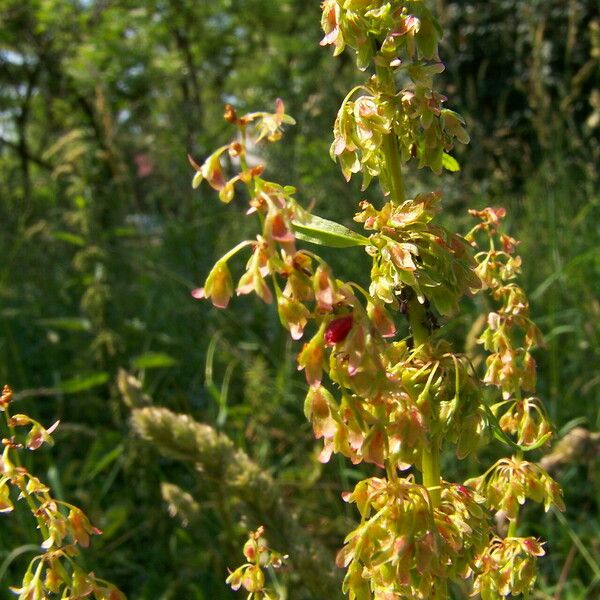 Rumex crispus Fruit