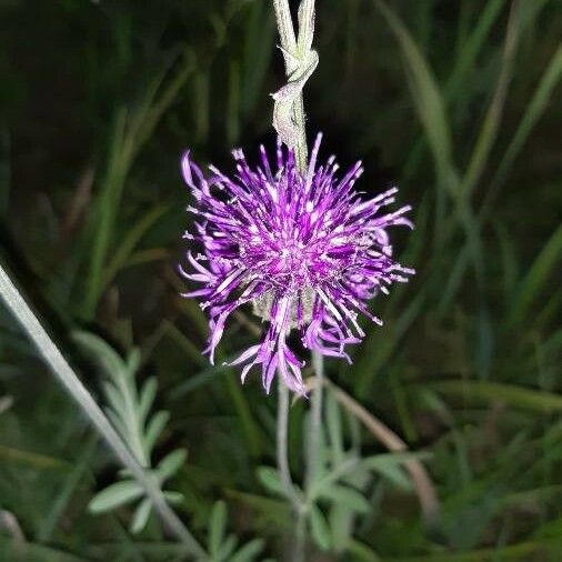 Centaurea scabiosa Цвят