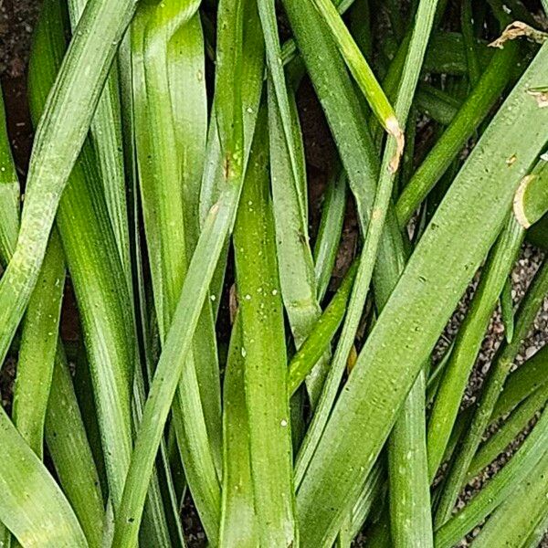 Muscari armeniacum Blad