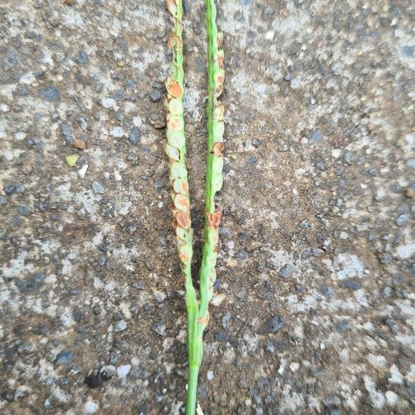 Paspalum conjugatum Fruit