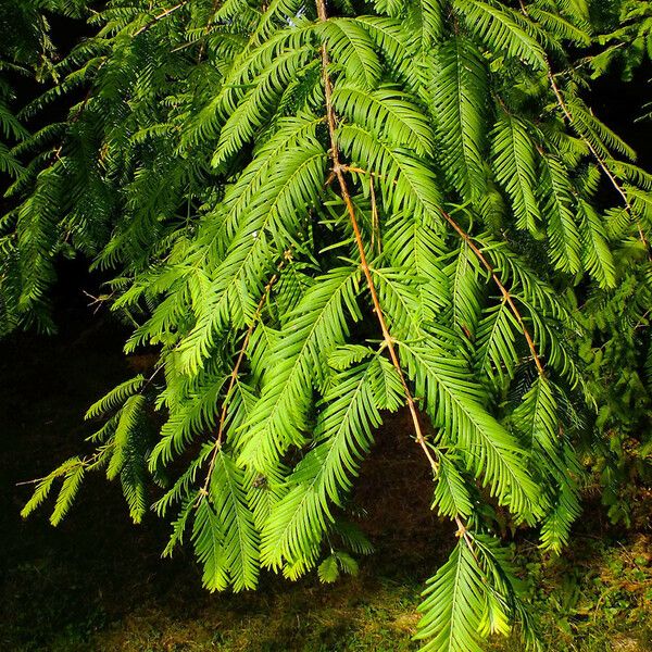 Metasequoia glyptostroboides 叶