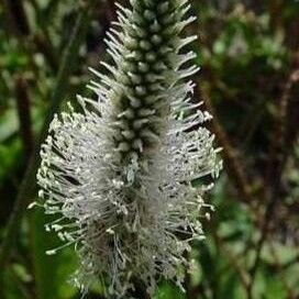 Plantago media Flor