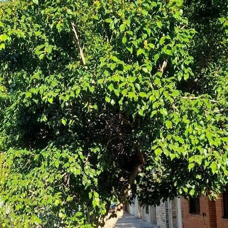 Ficus benjamina Habitat