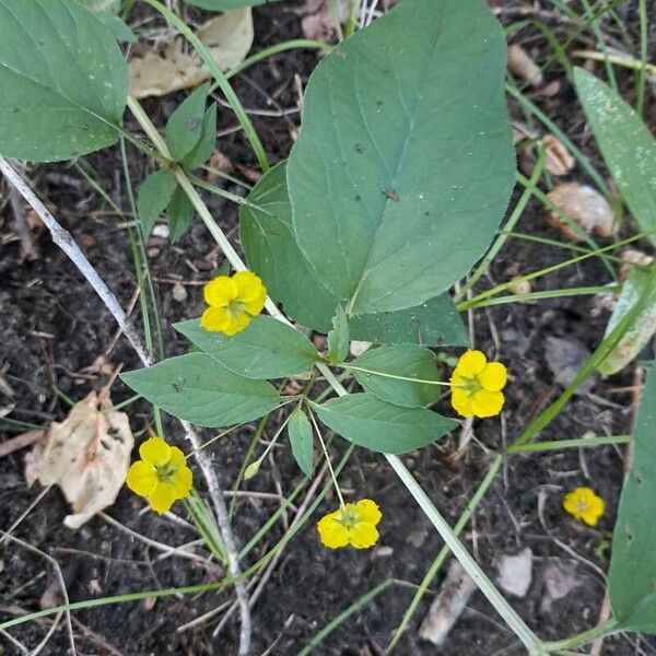 Lysimachia ciliata Flor