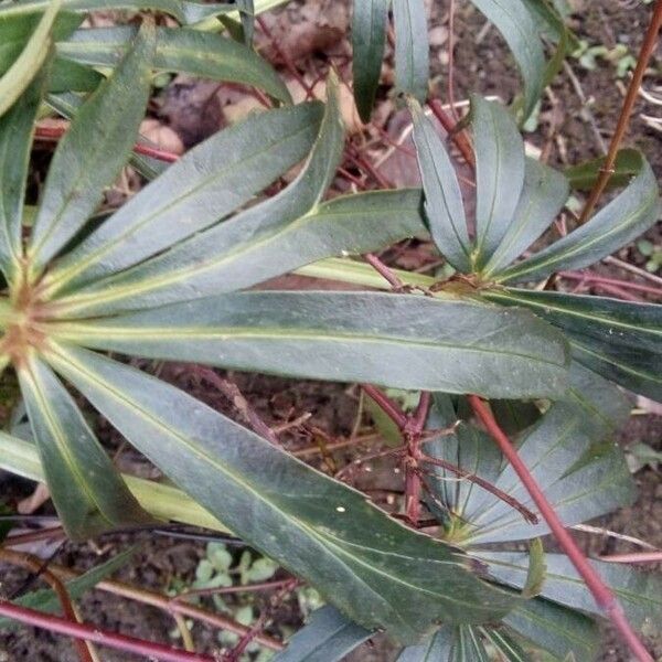 Helleborus foetidus Лист