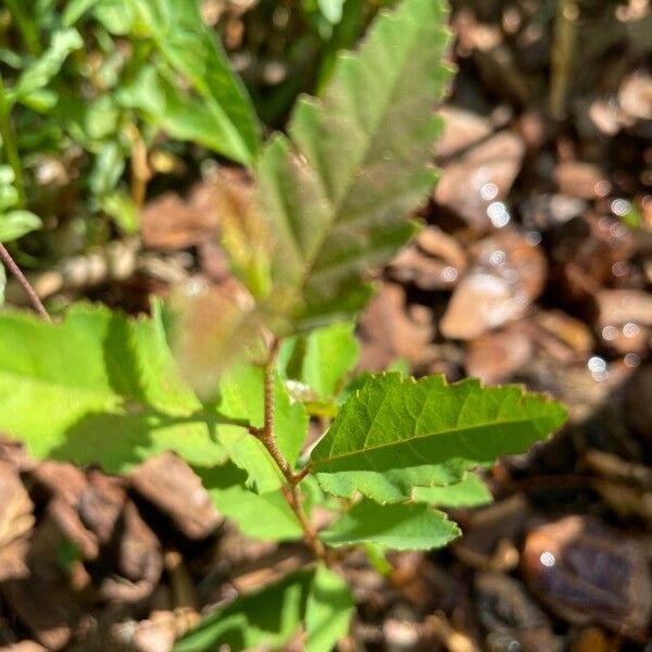 Castanea pumila Leaf