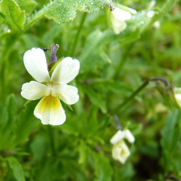 Viola arvensis Flor