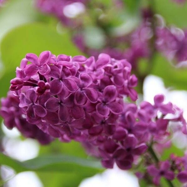 Syringa vulgaris Fiore