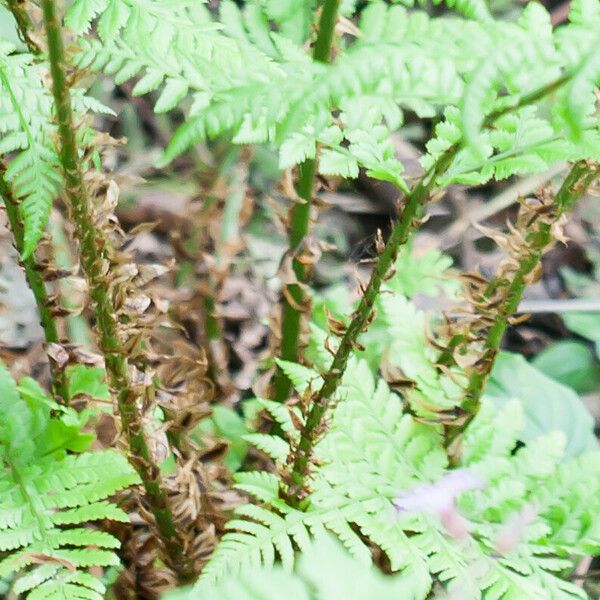 Dryopteris dilatata പുറംതൊലി