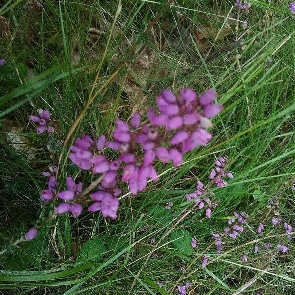 Erica cinerea 花