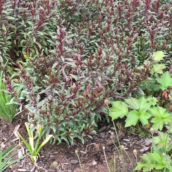 Oenothera lindheimeri Листок