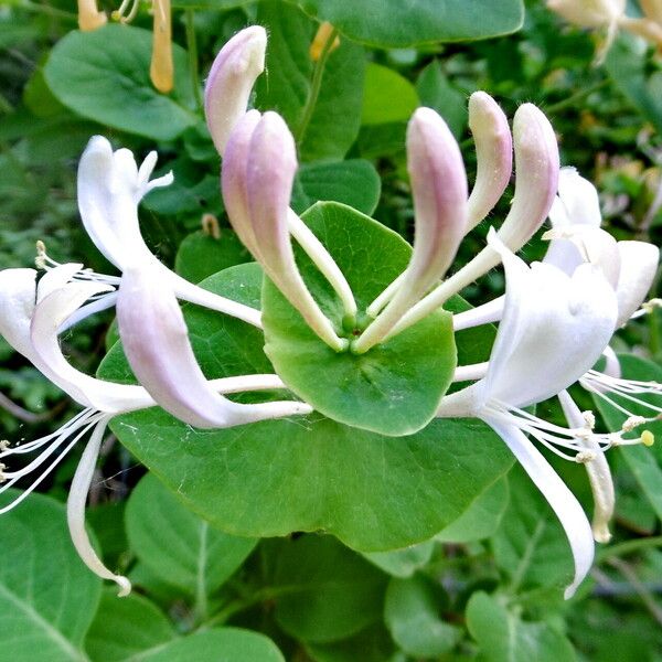 Lonicera caprifolium Flower