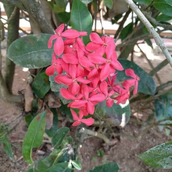 Ixora coccinea Flors