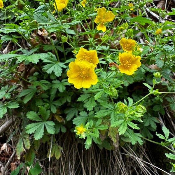 Potentilla thuringiaca Fiore