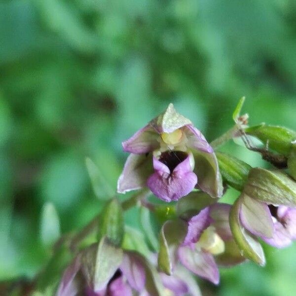 Epipactis helleborine പുഷ്പം