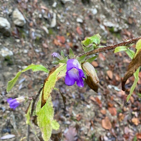 Campanula medium Flor