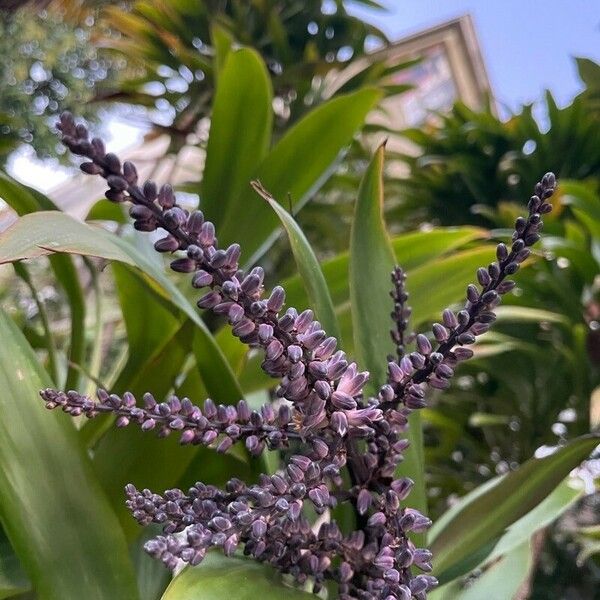 Cordyline stricta Цвят