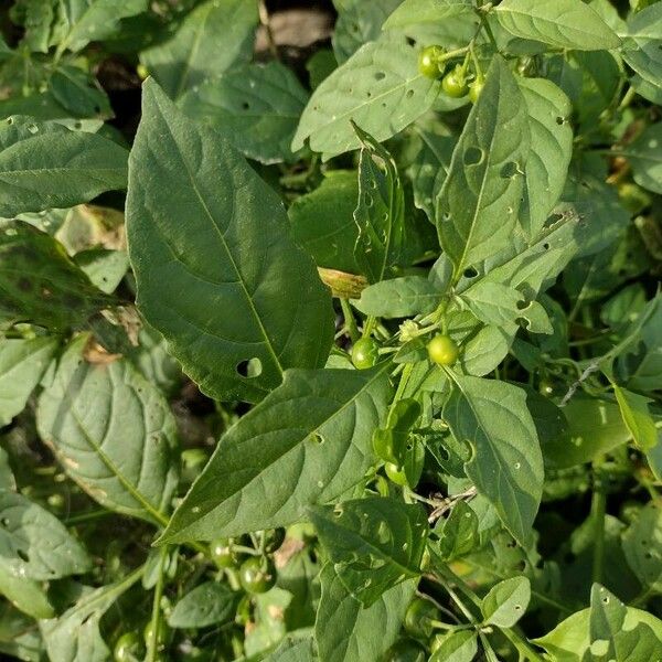 Solanum scabrum Folha