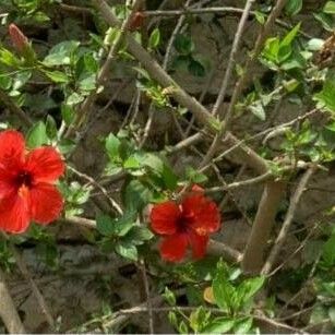 Hibiscus rosa-sinensis Çiçek