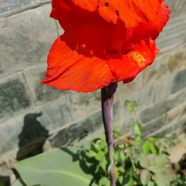 Canna indica ফুল