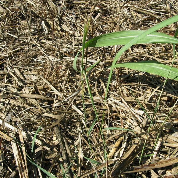 Dichanthium annulatum 整株植物