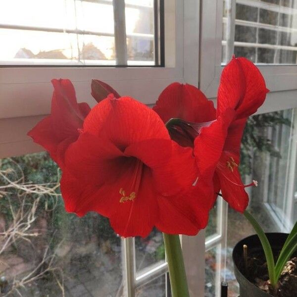 Hippeastrum reginae Flor