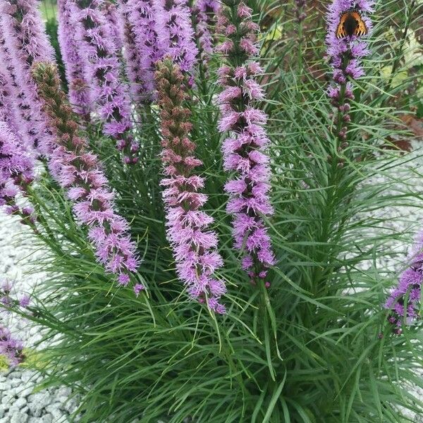 Liatris spicata 花